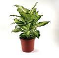 Dieffenbachia Amy